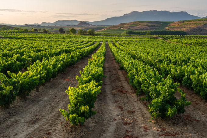 Denominación de origen calificada Rioja
